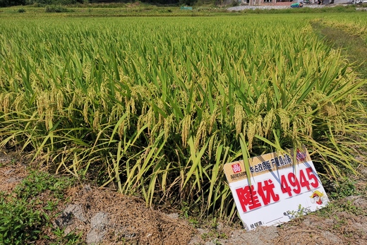 隆優(yōu)4945
